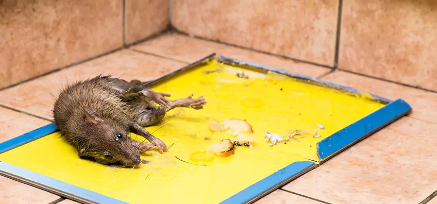 Rat Trapping Service In Lyndhurst