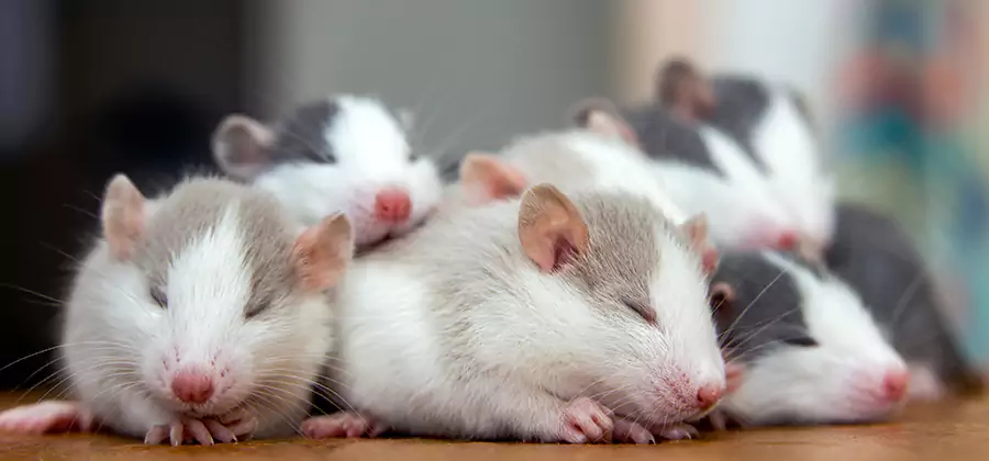 Rat Infestation Exclusion Service in Lyndhurst