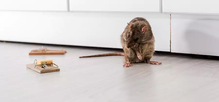 Rat Baiting Removal Service in Lyndhurst