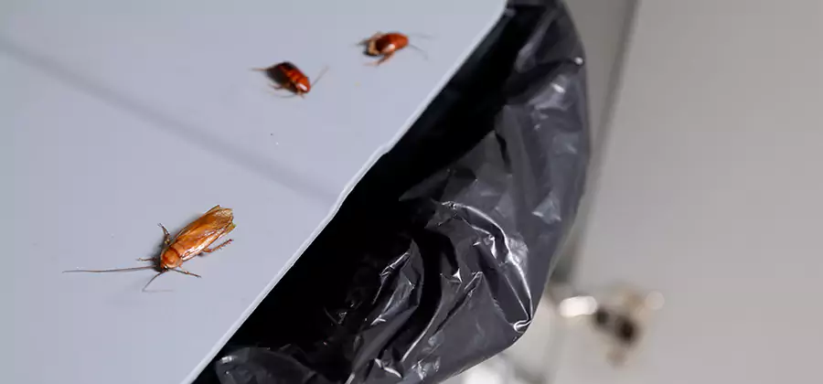 German Roach Pest Control in Lyndhurst