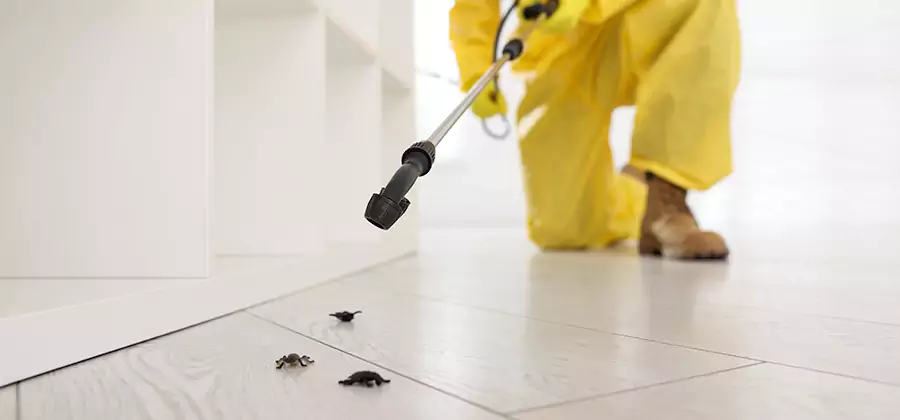 Roach and Bed Bug Exterminator in Lyndhurst