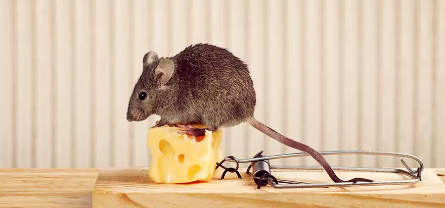 Commercial Rodent Exclusion Services in Lyndhurst