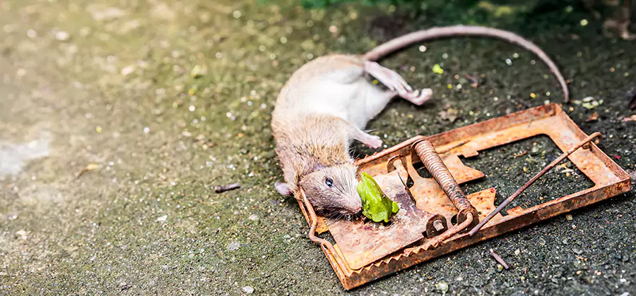 Rat Trapping in Lyndhurst