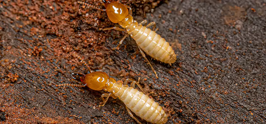 Sentricon Residential Termite Control in Lyndhurst