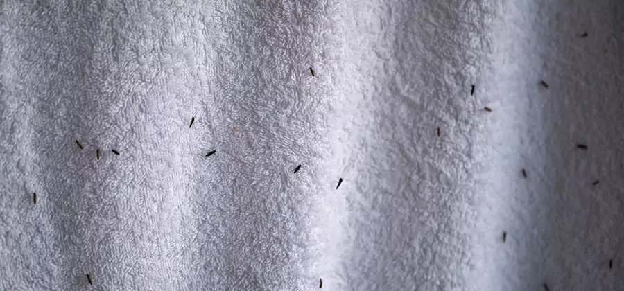 Small Black Ants in Bathroom Treatment in Lyndhurst