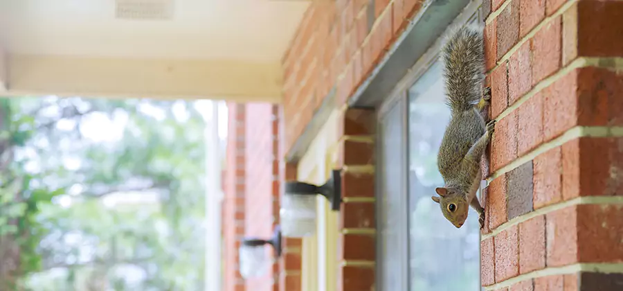 Squirrel Inside Walls Removal in Lyndhurst
