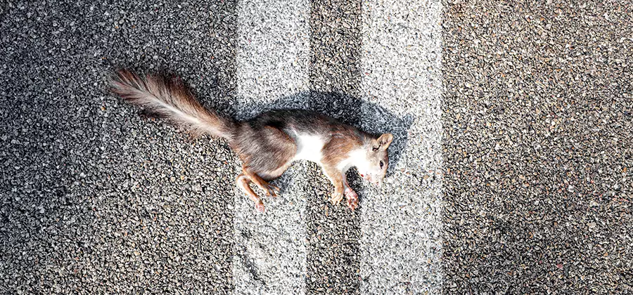 Dead Squirrel Removal in Lyndhurst