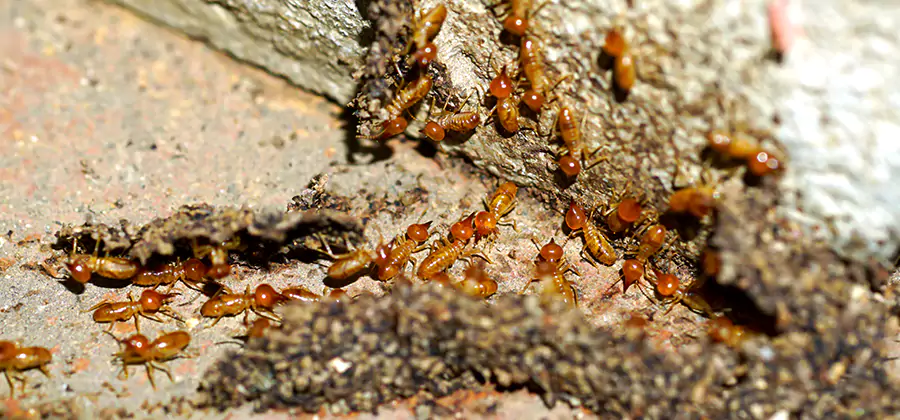 Wood Treatment and Localized Termite Solutions in Lyndhurst