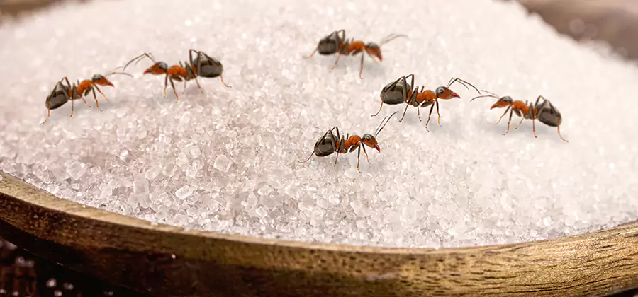 Indoor Sugar Ant Treatment in Lyndhurst
