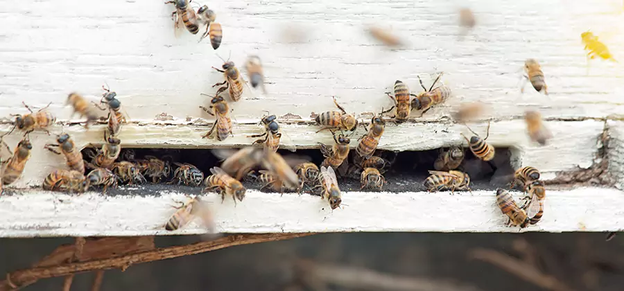 Residential Termite Fumigation in Lyndhurst