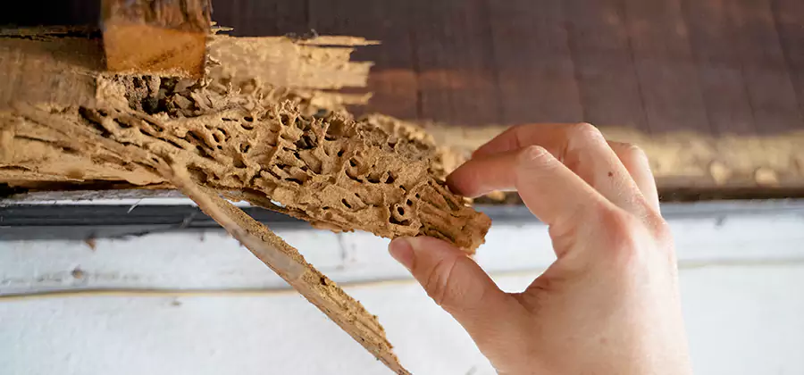 Pre-Purchase Termite Inspection in Lyndhurst