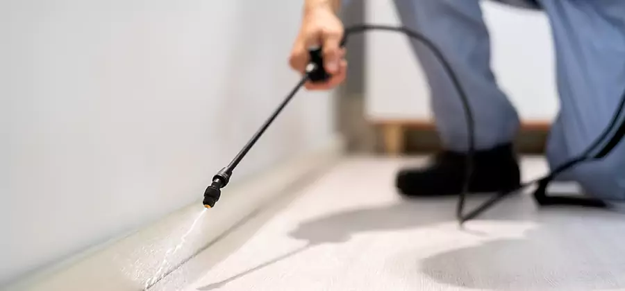 Direct Termite Injection Treatment in Lyndhurst