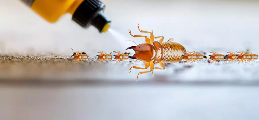 Foundation Termite Spraying Control in Lyndhurst