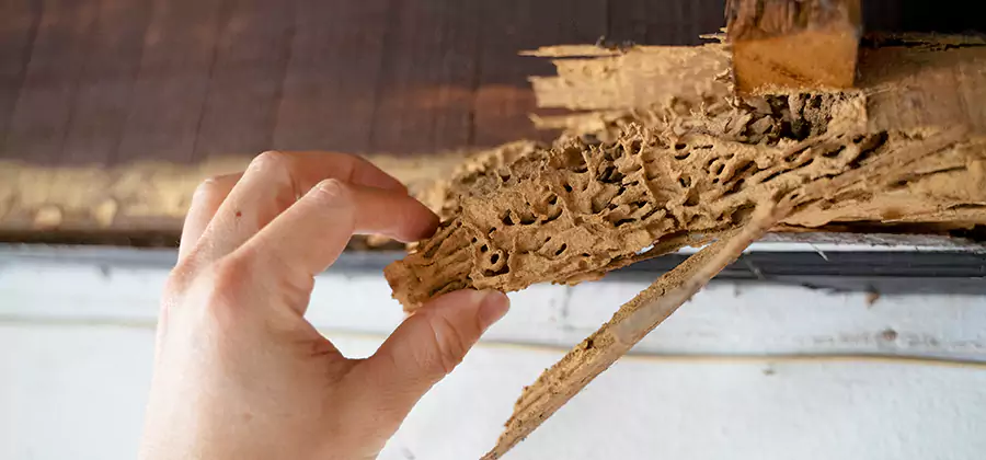Pre-Construction Termite Treatment in Lyndhurst