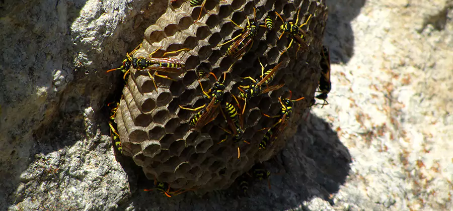 Wasp Nest in Tree Removal Lyndhurst