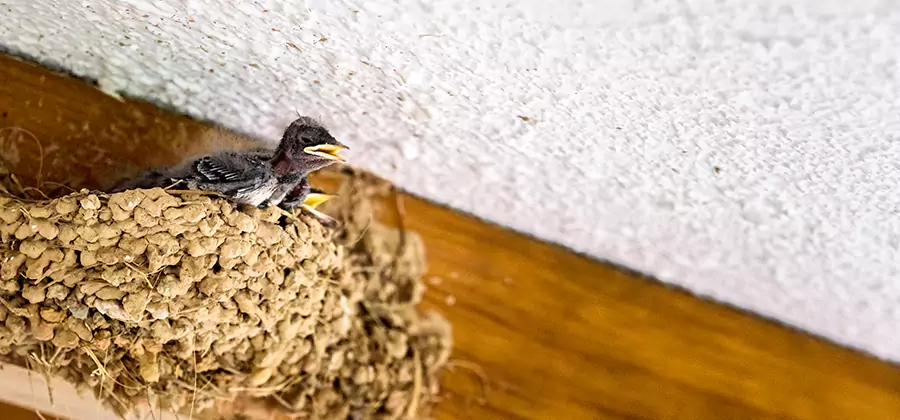Bird Removal From House in Lyndhurst