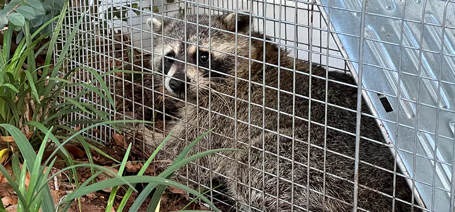 Wildlife Relocation Services in Lyndhurst