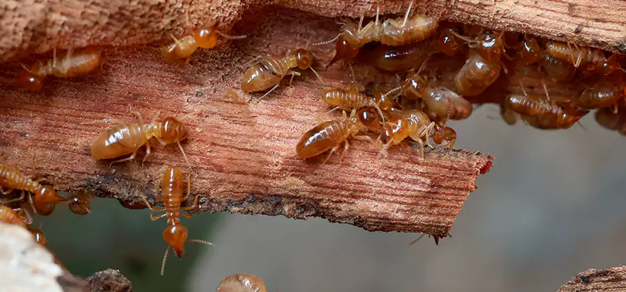 Wood Preservation Termite Treatment in Lyndhurst