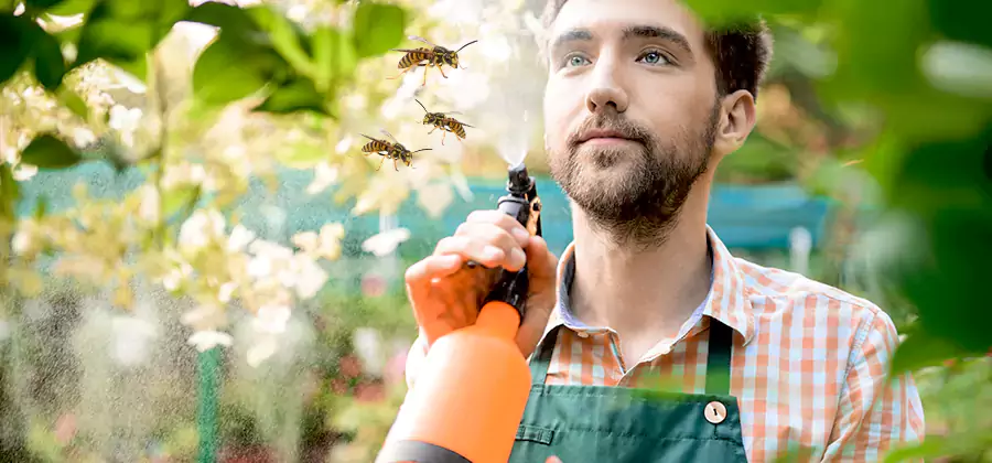 Yellow Jacket Wasp Removal in Lyndhurst