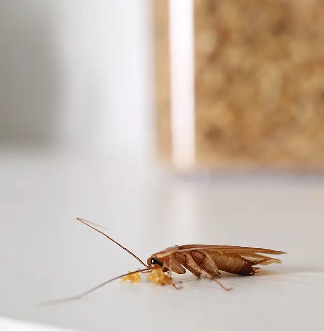 Why Lyndhurst Pest Control Pro Stands Out in Lyndhurst, NJ?
