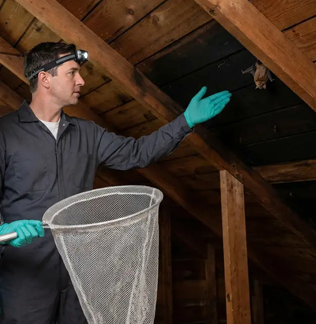 Why Lyndhurst Pest Control Pro Is the Right Choice in Lyndhurst, NJ?