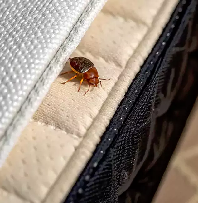 Why Choose Lyndhurst Pest Control Pro for Bed Bug Treatment at Home in Lyndhurst, NJ?
