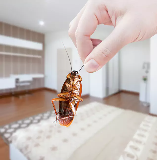 Why Lyndhurst Pest Control Pro Stand Out For Bed Bug Inspection in Lyndhurst, NJ?