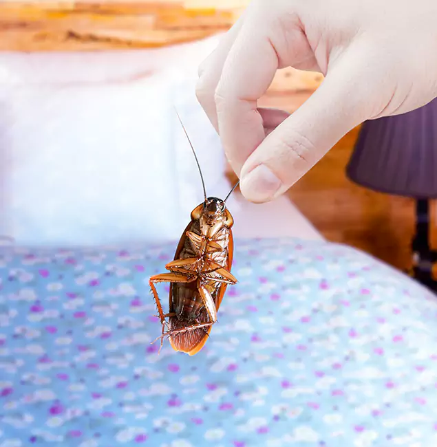 Why Choose Lyndhurst Pest Control Pro for Bed Bug Treatment in Lyndhurst, NJ?