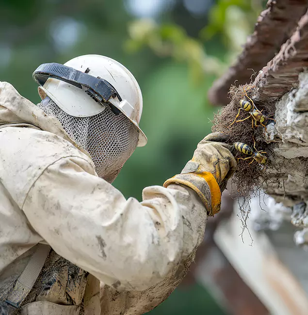 Why Lyndhurst Property Owners Choose Lyndhurst Pest Control Pro for Bee Exterminator?
