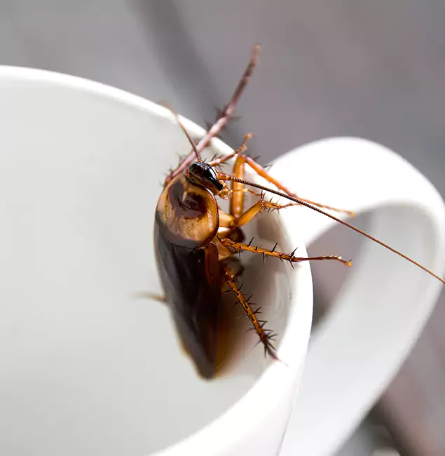 Why Lyndhurst, NJ Residents Trust Lyndhurst Pest Control Pro for Cockroach Fumigation?