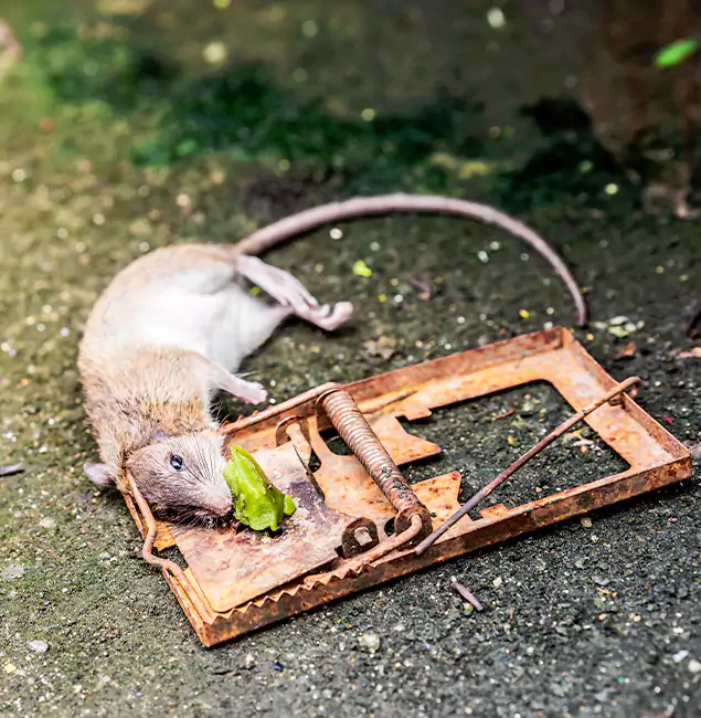 Why Lyndhurst, NJ Homeowners Trust Lyndhurst Pest Control Pro for Rodent Removal?