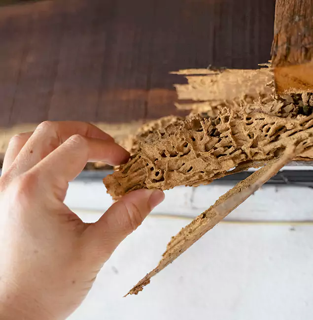 Why Choose Lyndhurst Pest Control Pro in Lyndhurst, NJ?