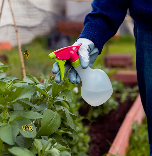 Why Lyndhurst Homeowners Choose Lyndhurst Pest Control Pro for Honey Bee Removal?