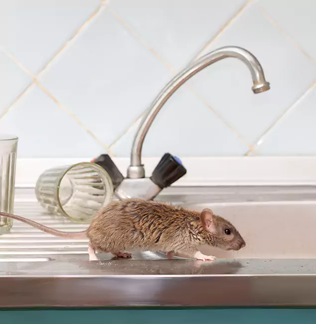 Why Lyndhurst, NJ Trusts Lyndhurst Pest Control Pro for Humane Rodent Control?
