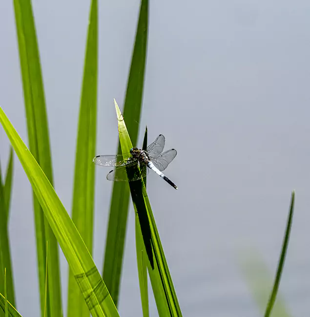 Why Lyndhurst Families Trust Lyndhurst Pest Control Pro for Mosquito Prevention?