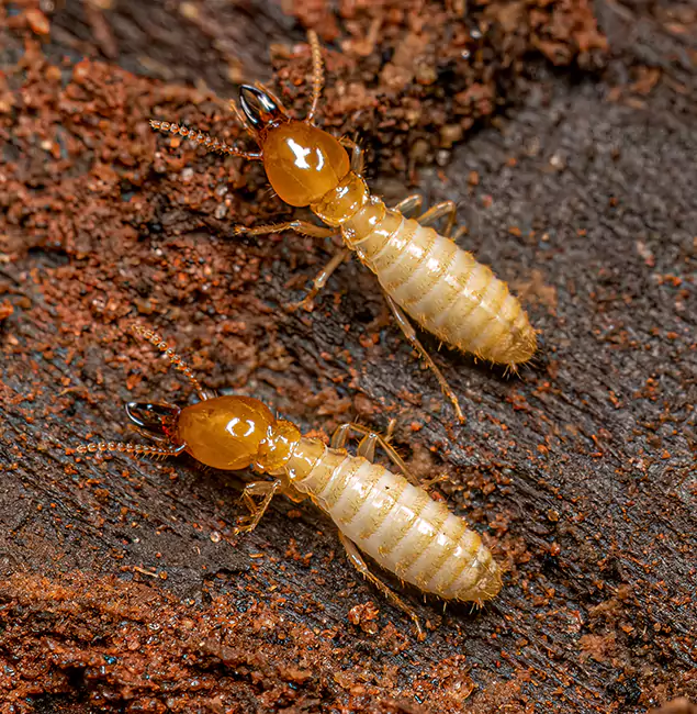 Why Choose Lyndhurst Pest Control Pro for Termite Treatment Without Tenting in Lyndhurst, NJ?