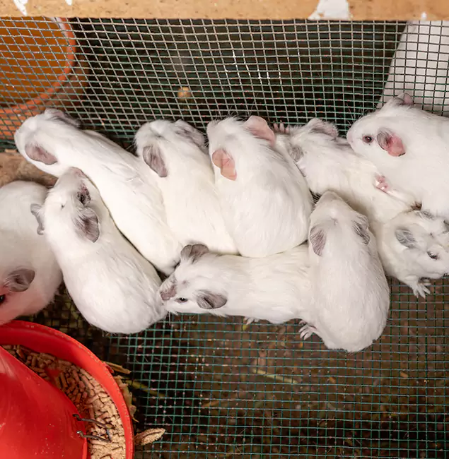 Why Choose Lyndhurst Pest Control Pro for Rat Infestation in Lyndhurst, NJ?