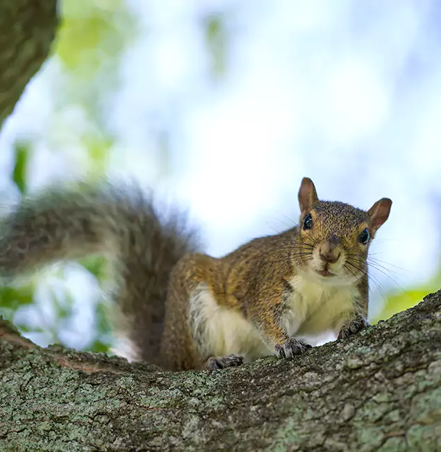 Why Lyndhurst, NJ Relies on Lyndhurst Pest Control Pro for Squirrel Pest Control?