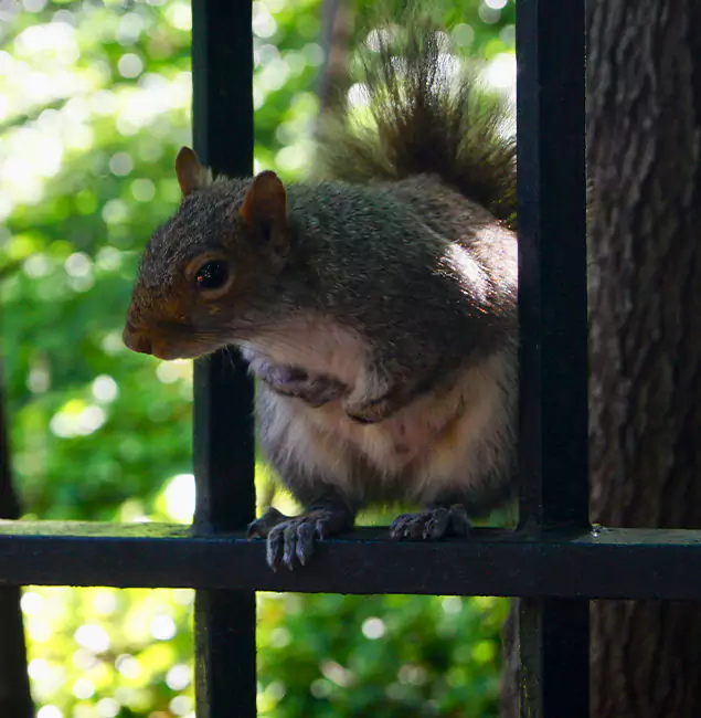 Why Lyndhurst, NJ Chooses Lyndhurst Pest Control Pro for Squirrel Removal?