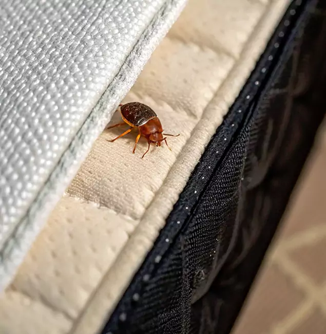 Why Lyndhurst Homeowners Trust Lyndhurst Pest Control Pro for Tick Treatment?