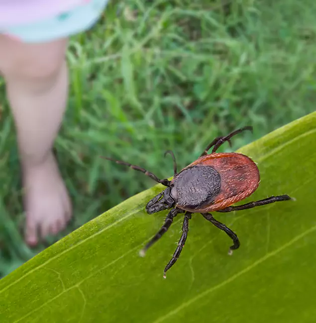 Why Lyndhurst Homeowners Choose Lyndhurst Pest Control Pro for Tick Extermination?