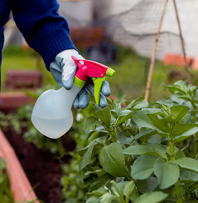 Why Lyndhurst Relies on Lyndhurst Pest Control Pro for Wasp Control Services?