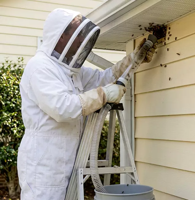Why Lyndhurst Trusts Lyndhurst Pest Control Pro for Wasp Control?