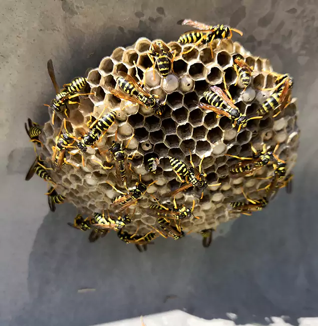 Why Lyndhurst Chooses Lyndhurst Pest Control Pro for Wasp Control Services?