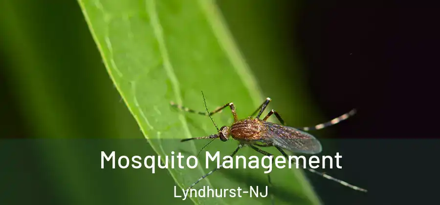 Mosquito Management Lyndhurst-NJ