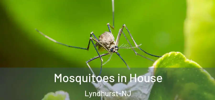 Mosquitoes in House Lyndhurst-NJ
