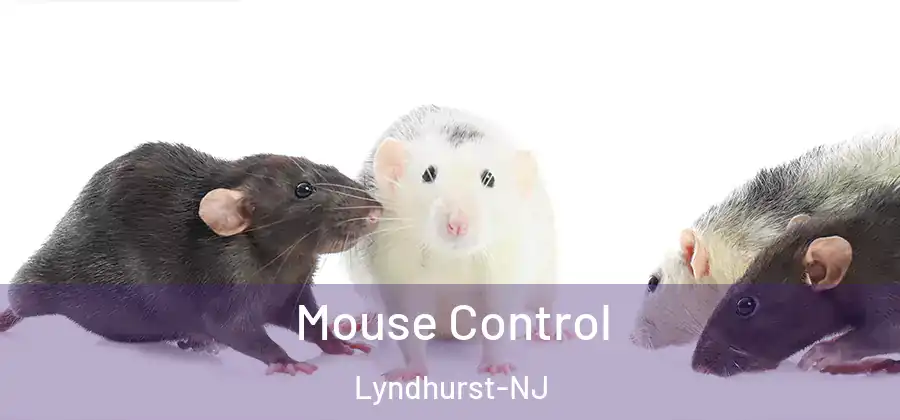  Mouse Control Lyndhurst-NJ