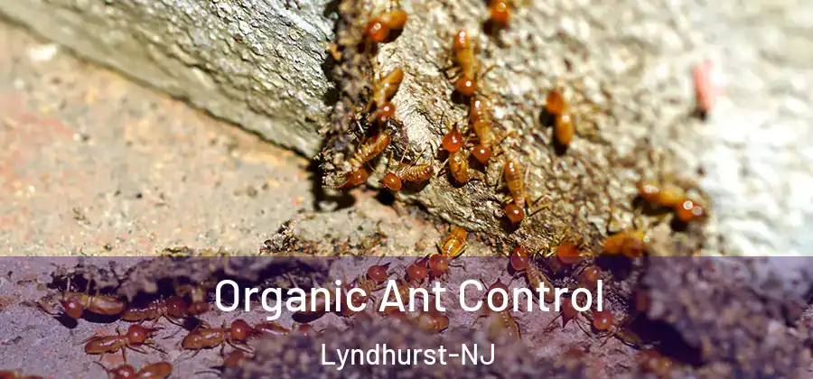 Organic Ant Control Lyndhurst-NJ