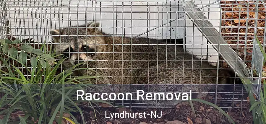  Raccoon Removal Lyndhurst-NJ