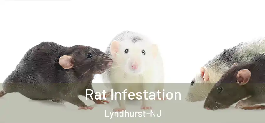 Rat Infestation Lyndhurst-NJ